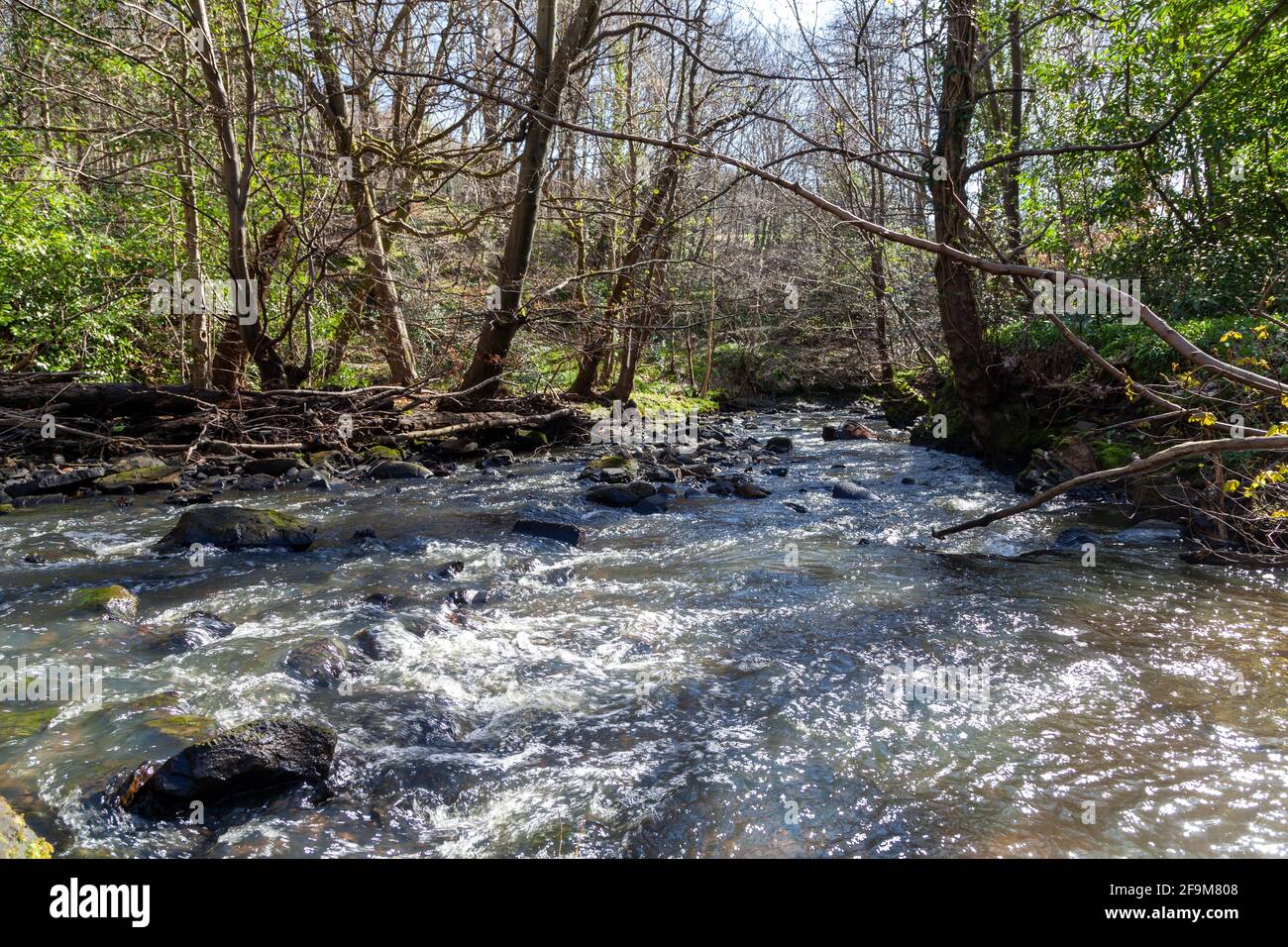 Bluther Burn im Valleyfield Woodland Park Stockfoto