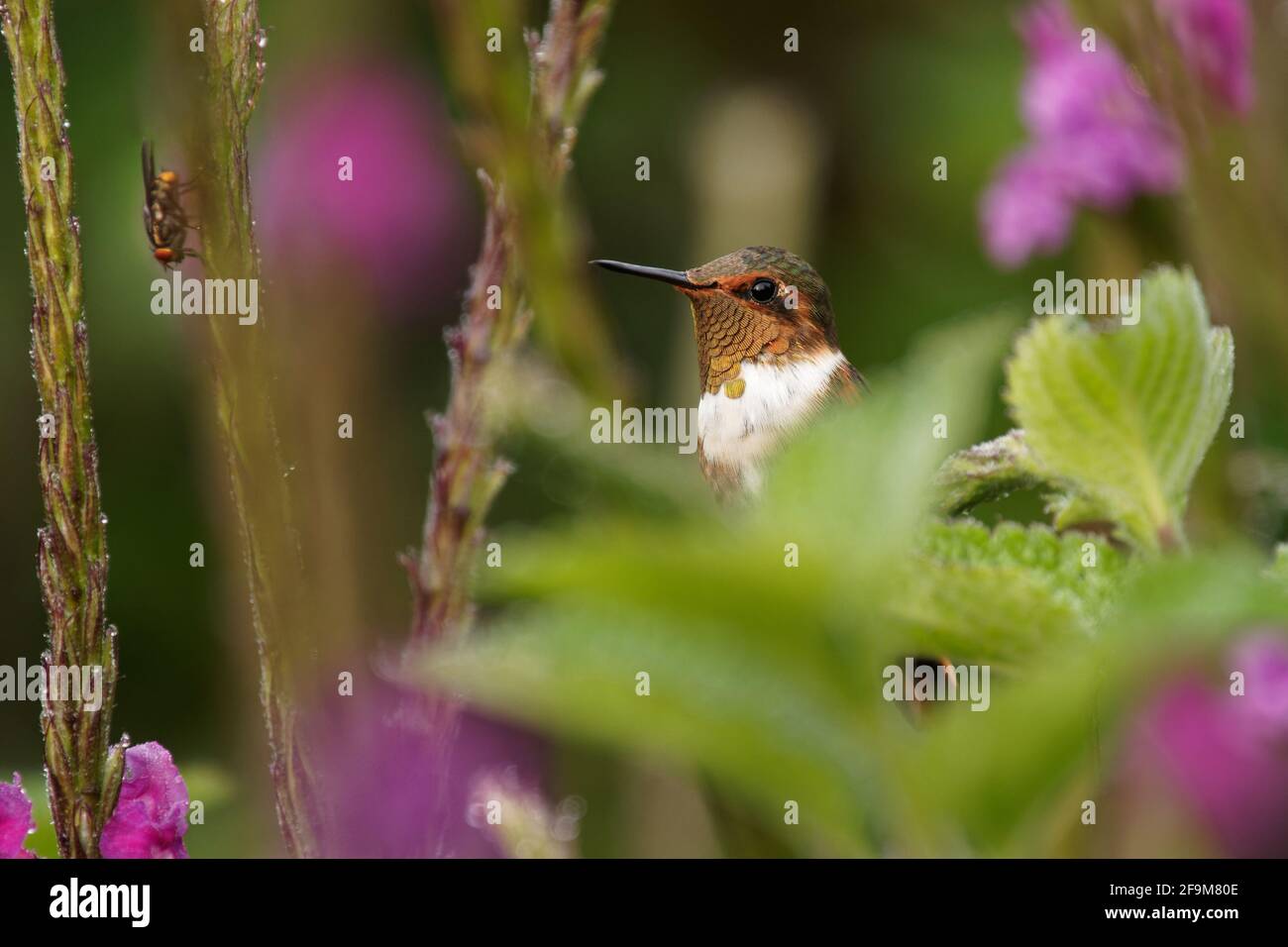 Szintillant Hummingbird - Selasphorus Szintilla Vogel endemisch in Costa Rica und Panama, in höheren Höhen durch seine relative Vulkan hummi ersetzt Stockfoto