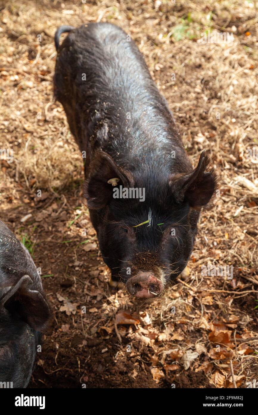 Porträt eines schwarzen Schweins draußen aus der hohen Ansicht Punkt Stockfoto