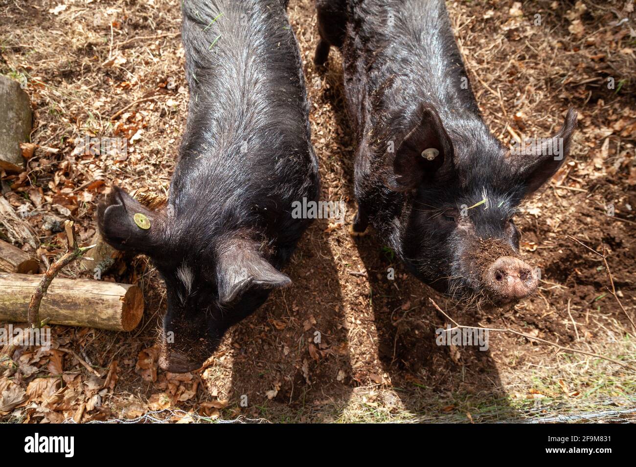 Portrait von zwei schwarzen Schweinen draußen aus der hohen Ansicht Punkt Stockfoto