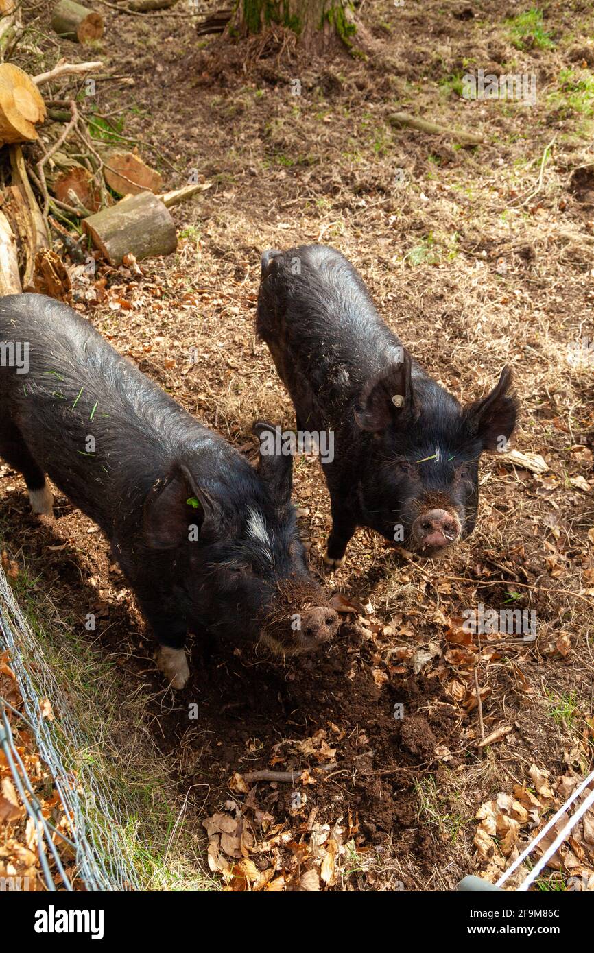 Portrait von zwei schwarzen Schweinen draußen aus der hohen Ansicht Punkt Stockfoto