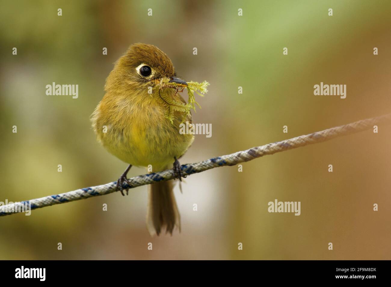 Gelblich Schopftyrann - Empidonax flavescens - aus der Tyrann schopftyrann Familie. Er brütet in den Hochländern von Südosten Mexikos so Stockfoto