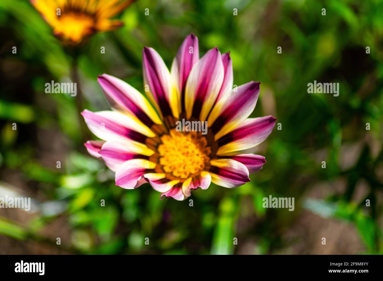 Bunte Blume Gazania rigen bei Sonnenschein und tagsüber, syn. G. splendens. Eine blühende Pflanze aus der Familie der Asteraceae. Stockfoto