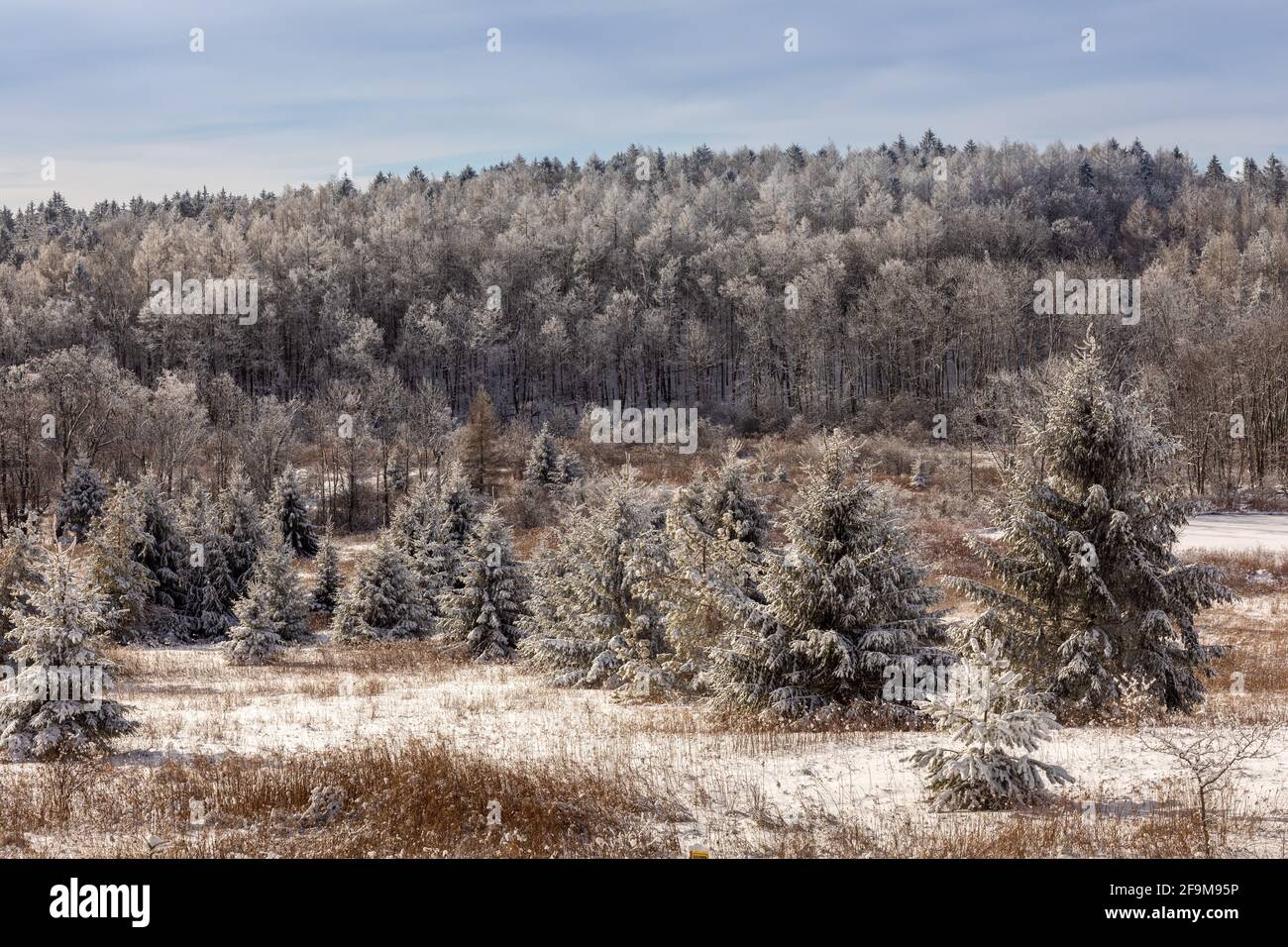 Eisbedeckte Bäume im Januar, in der Nähe von Cherry Valley in Otsego County, Bundesstaat New York. Stockfoto
