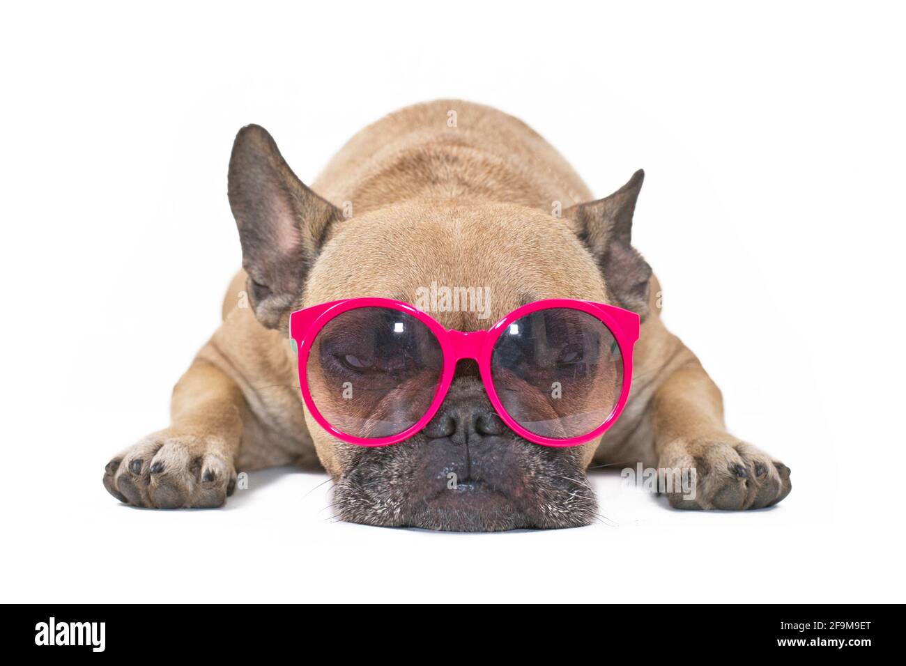 Lustiges buntes hundeporträt in der sonnenbrille trendiges