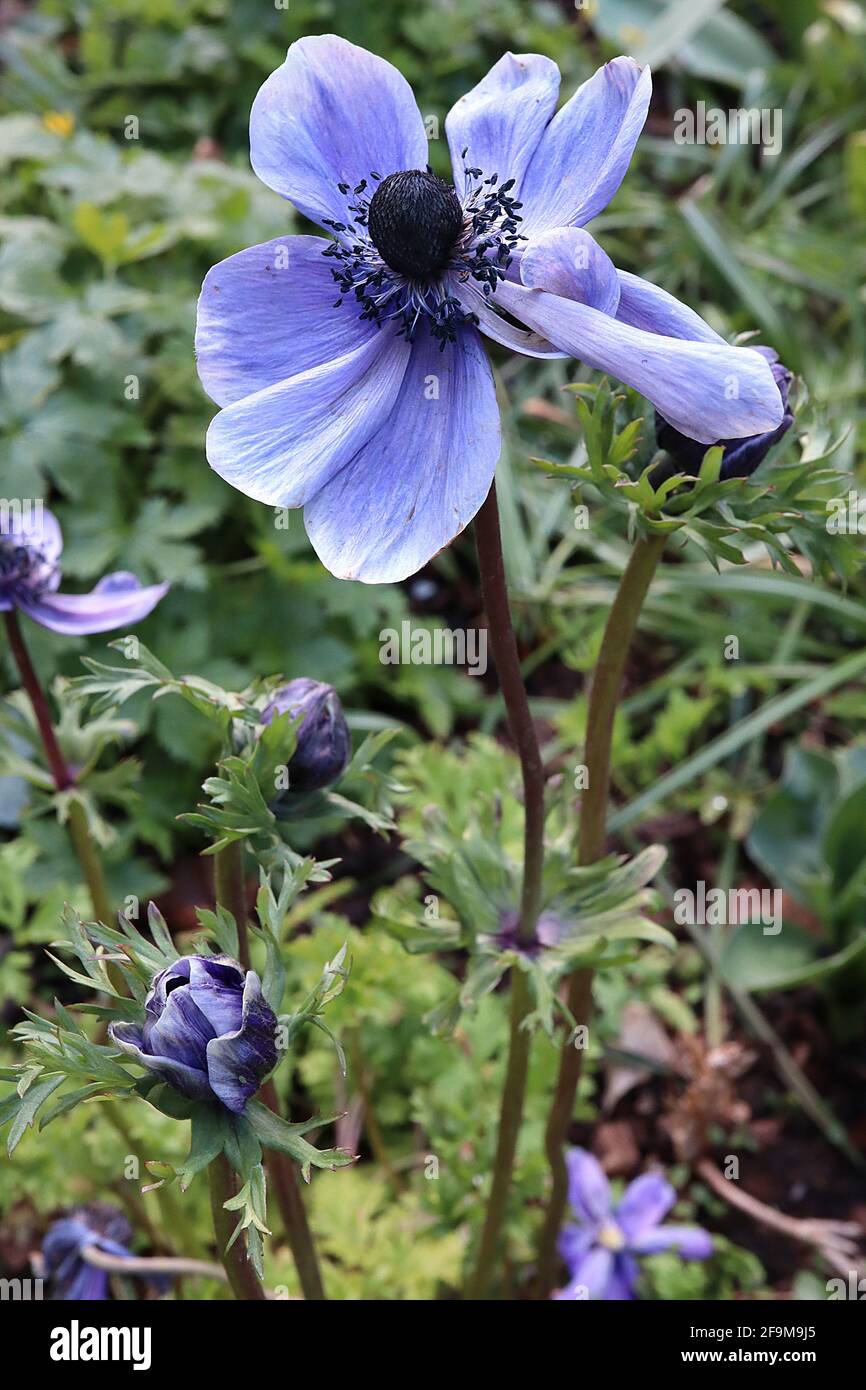 Anemone coronaria ‘Harmony Series Blue’ (Harmony Series) Mohnanemone – violett blaue Blume mit schwarzem Zentrum, umgeben von Krone aus Staubgefäßen, April, Stockfoto