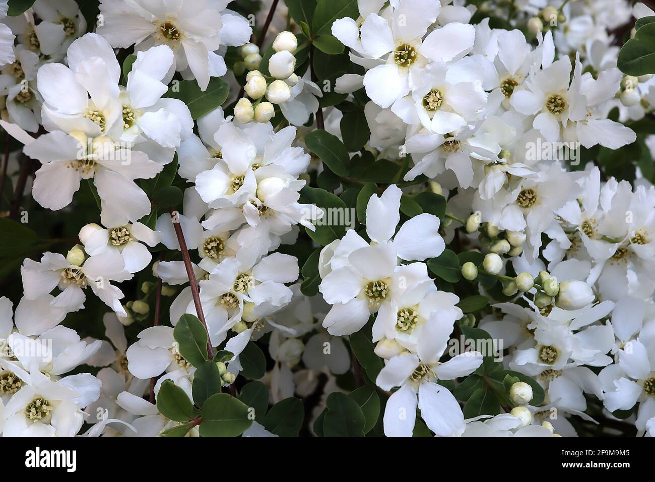 Exochorda x macrantha ‘The Bride’ Pearlbusch The Bride – Massen von weißen schalenförmigen Blüten auf gebogenen Ästen, April, England, Großbritannien Stockfoto