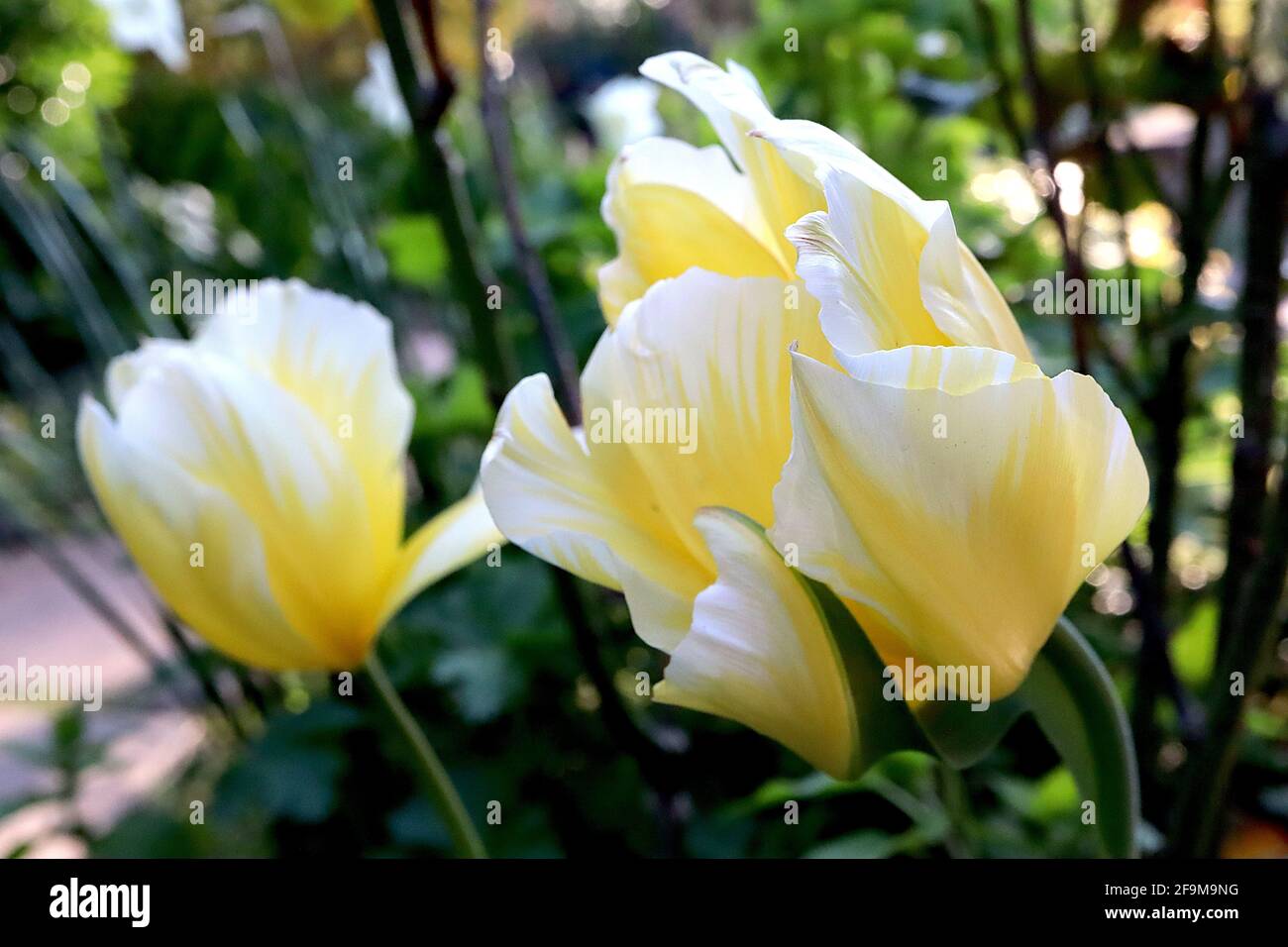 Tulipa ‘Sweetheart’ Fosteriana 13 Sweetheart Tulpe - gelbe Blüten, gelbe Flammen, weiße Ränder, April, England, VEREINIGTES KÖNIGREICH Stockfoto