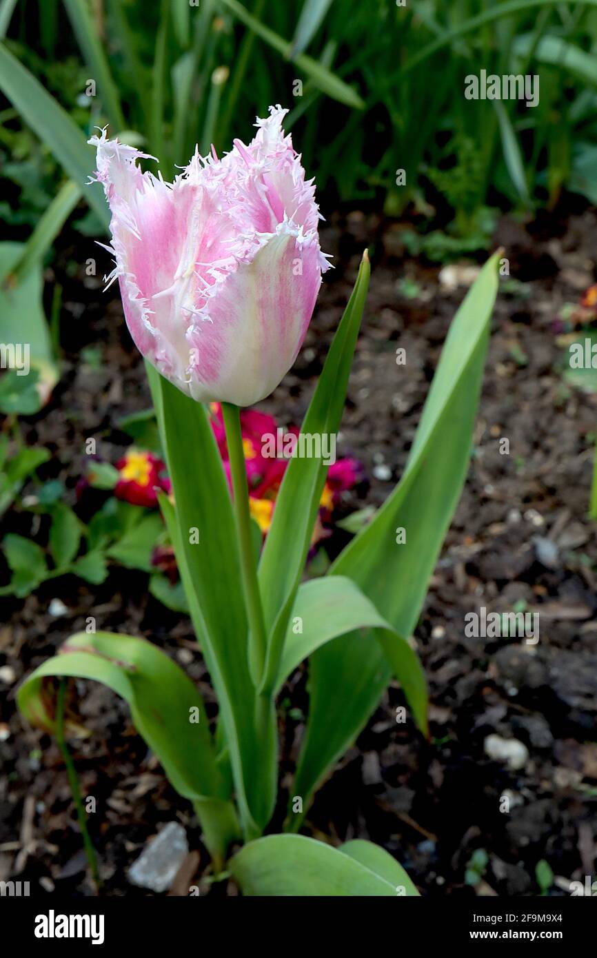 Tulipa ‘Oviedo’ Fransen 7 Oviedo Tulpe - weiße Blüten, rosa Ränder, rosa Flush, weiße Fransen, April, England, Großbritannien Stockfoto
