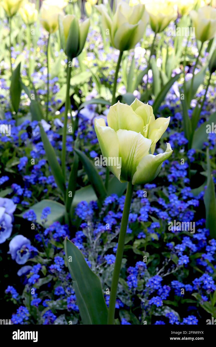 Tulipa ‘Spring Green’ Viridiflora 8 Frühlingsgrüne Tulpe - cremefarbene Blüten, lebendige grüne Flamme, April, England, Großbritannien Stockfoto