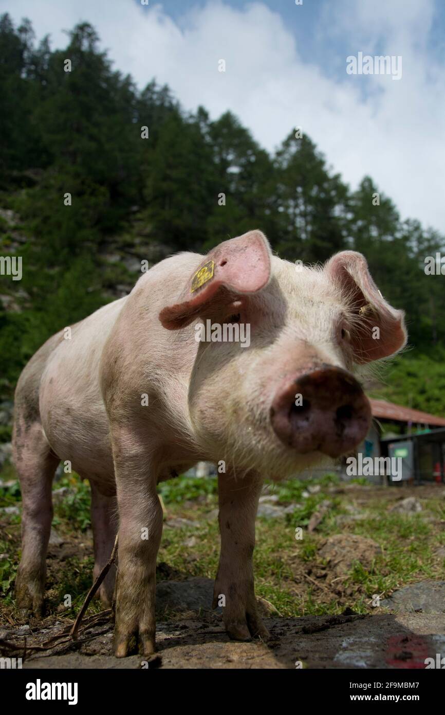 Glückliche Schweine mit Auslauf auf einer Alpweide zuhinterst im Verzascatal Stockfoto