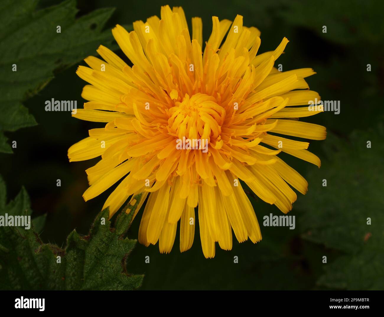 Eine Nahaufnahme einer einzelnen gelben Dandelionenblume Stockfoto