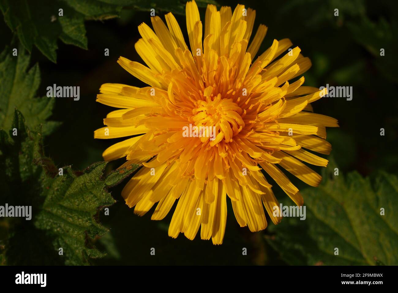 Eine Nahaufnahme einer einzelnen gelben Dandelionenblume Stockfoto