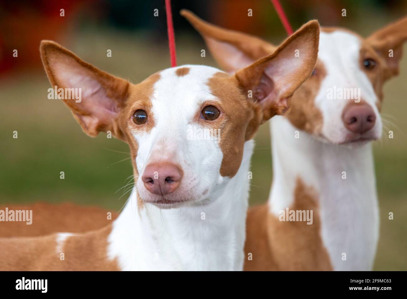 Ibizanische Hunde Stockfoto