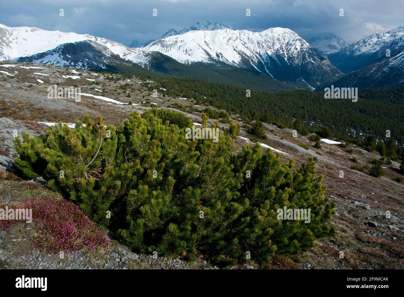 Schweizerischer Nationalpark: Ausblick von Munt la Schera Richtung Val del Gallo Stockfoto