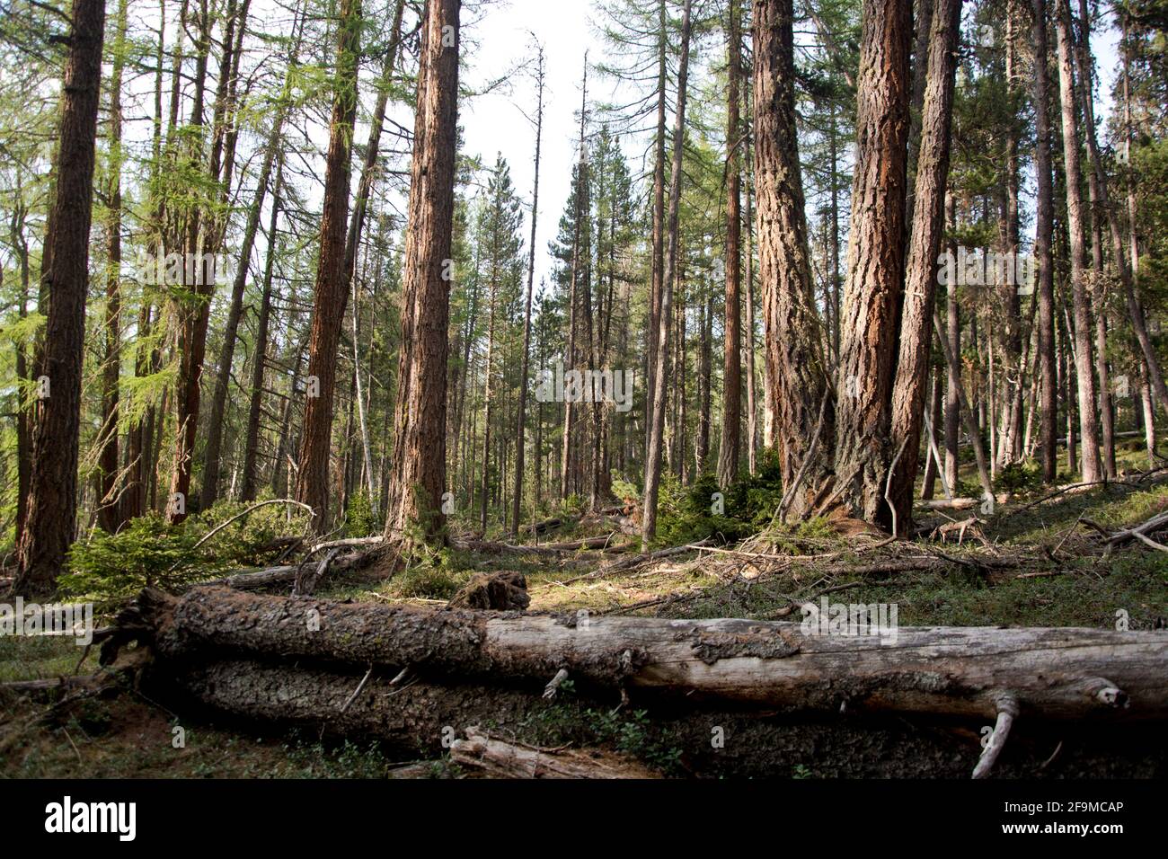 Urwald im schweizerischen Nationalpark Stockfoto