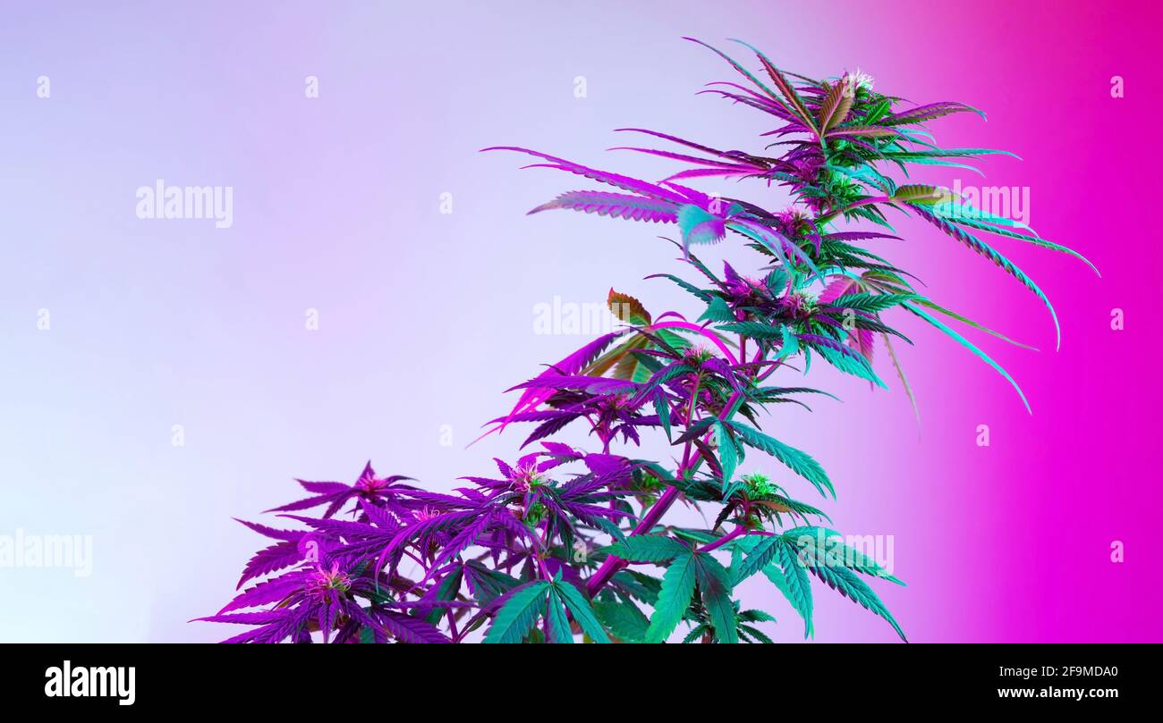Schöne Cannabispflanze in lila gefärbtem LED-Licht. Langes Banner mit  landwirtschaftlicher Marihuanapflanze. Neuer ästhetischer Look auf  medizinische Sorte von Hanf. H Stockfotografie - Alamy