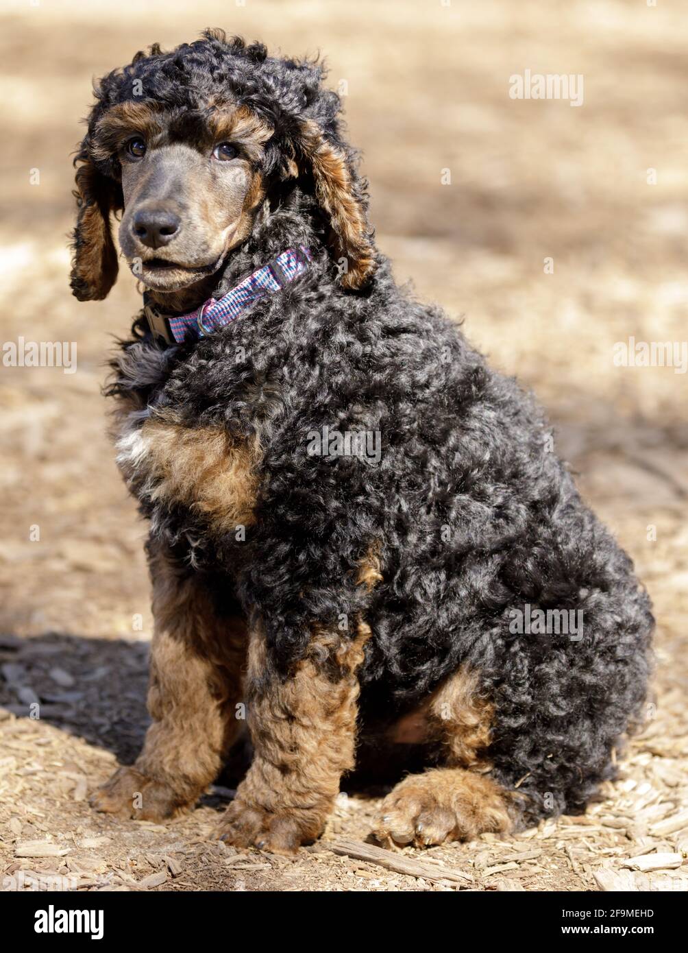 8-Wochen-alter Standard Phantom Puodle Rüde sitzt und schaut in die Kamera. Hundepark an der Leine in Nordkalifornien. Stockfoto