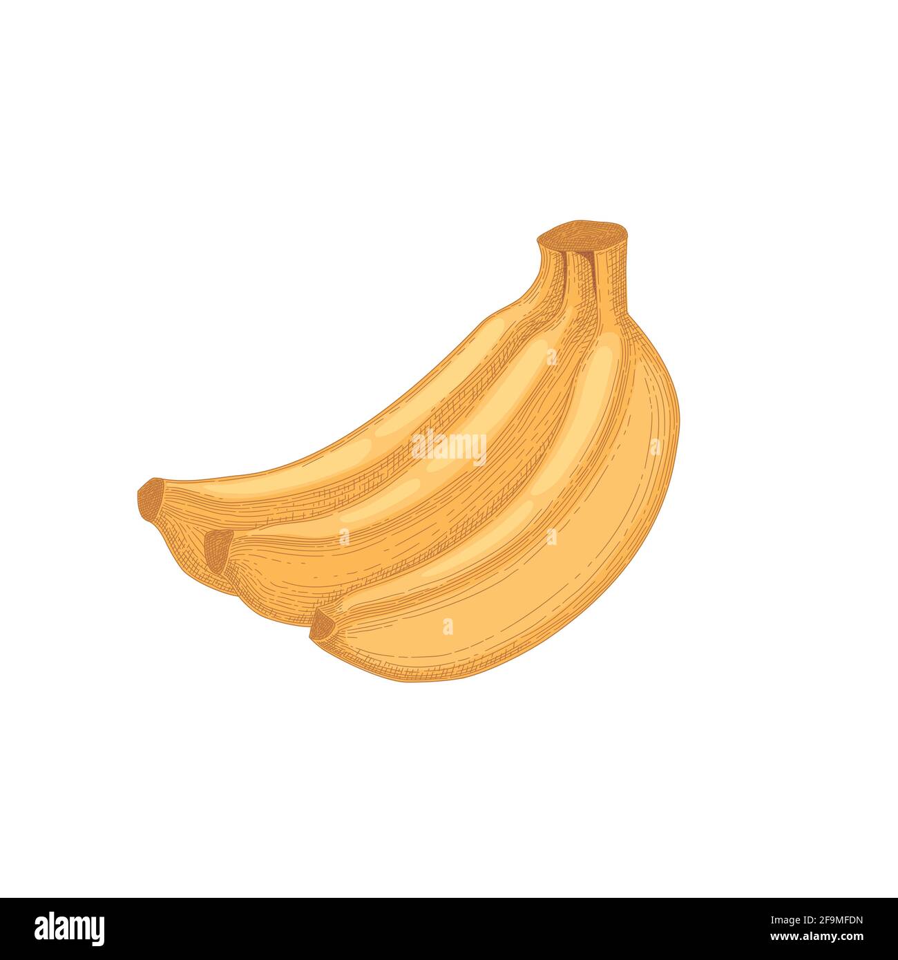 Bananenhaufen oder -Haufen isoliert auf weißem Hintergrund. Viele tropische frische gelbe Früchte. Handgezeichnete detaillierte, realistische farbige Vektordarstellung Stock Vektor