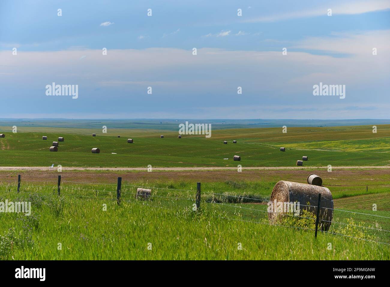 Grünes grasbewachsenes Ackerland in den Great Plains South Dakota Stockfoto