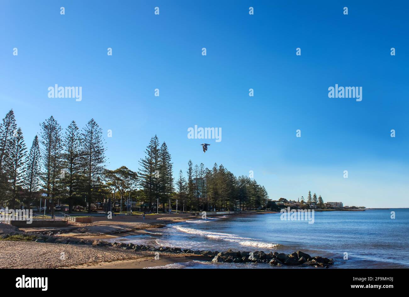 Strand bei Redcliffe Queensland, wenn die Flut kommt mit Hohe Bäume und eine Möwe, die in einer Richtung zum Ufer fliegt Sehr blauer Himmel Stockfoto