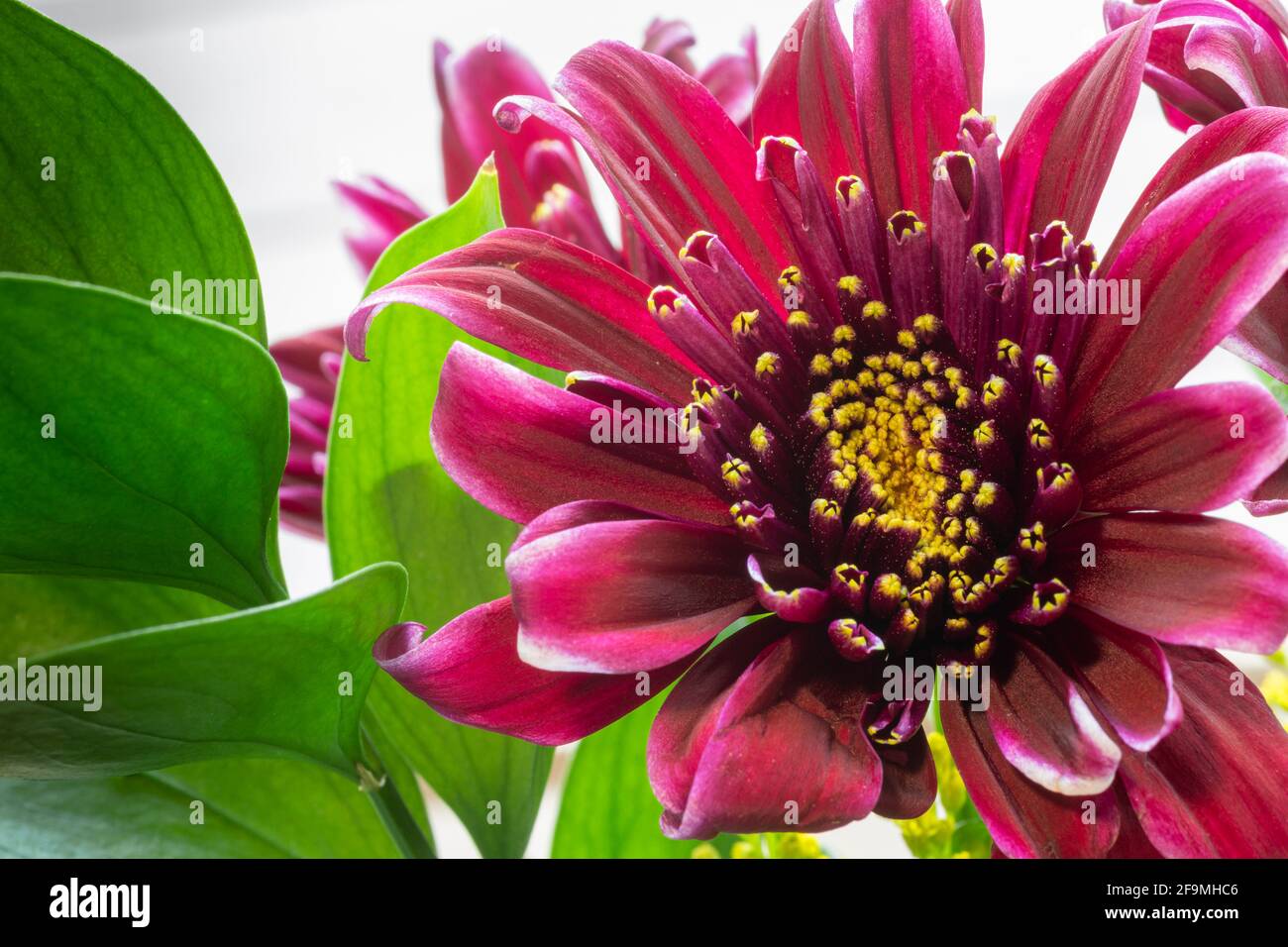 WA19468-00...WASHINGTON - bunte Blume in einem kommerziellen Bouquet gefunden. Stockfoto