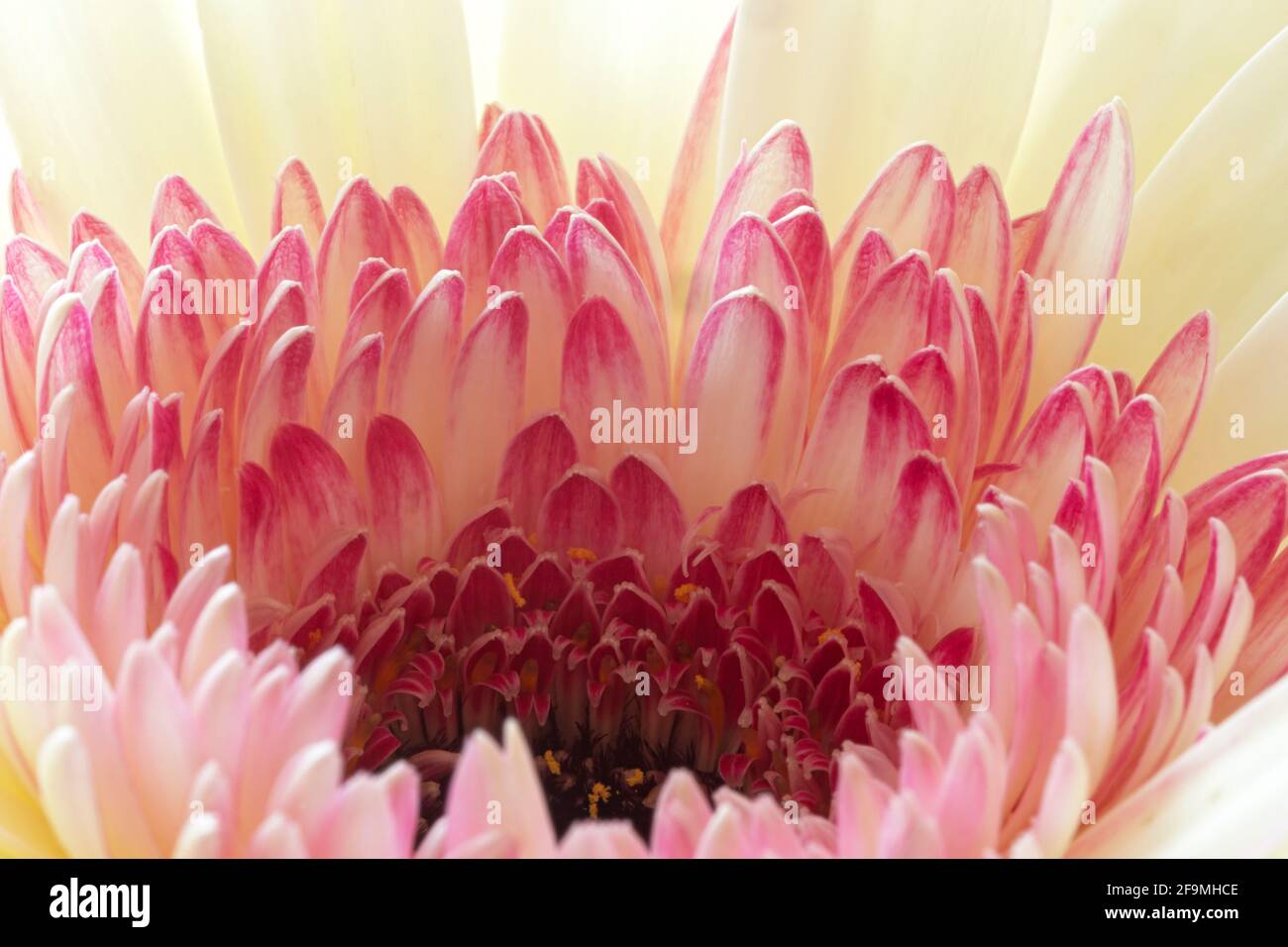 WA19469-00...WASHINGTON - EINE rosa und weiße Gerbara in voller Blüte. Stockfoto