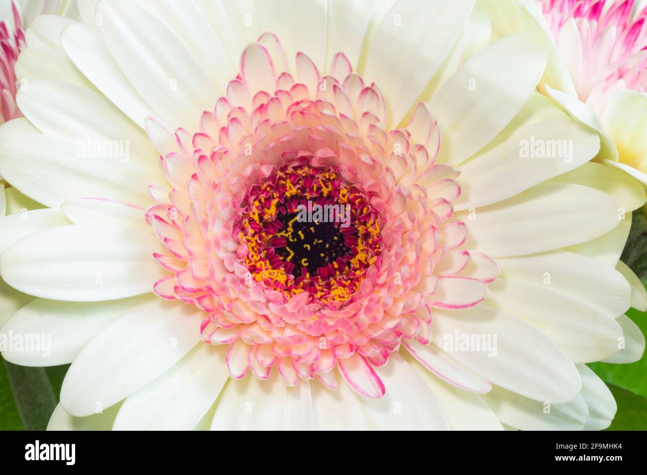 WA19485-00...WASHINGTON - Rosa und weiße Gerbara Blume in einem floralen Bouquet. Stockfoto