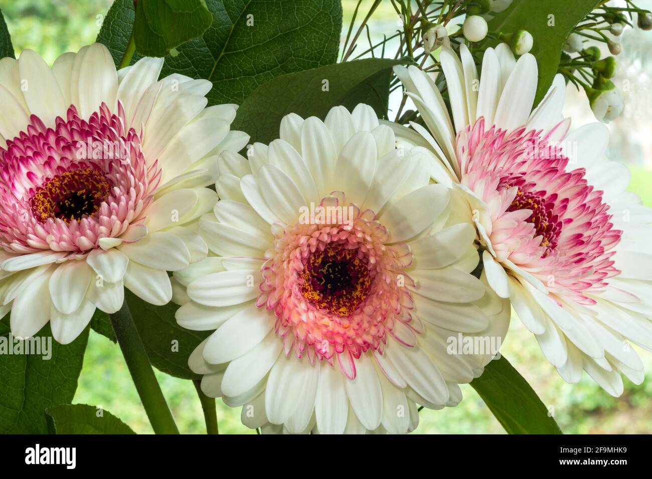 WA19485-00...WASHINGTON - Rosa und weiße Gerbara blüht in einem Blumenstrauß. Stockfoto