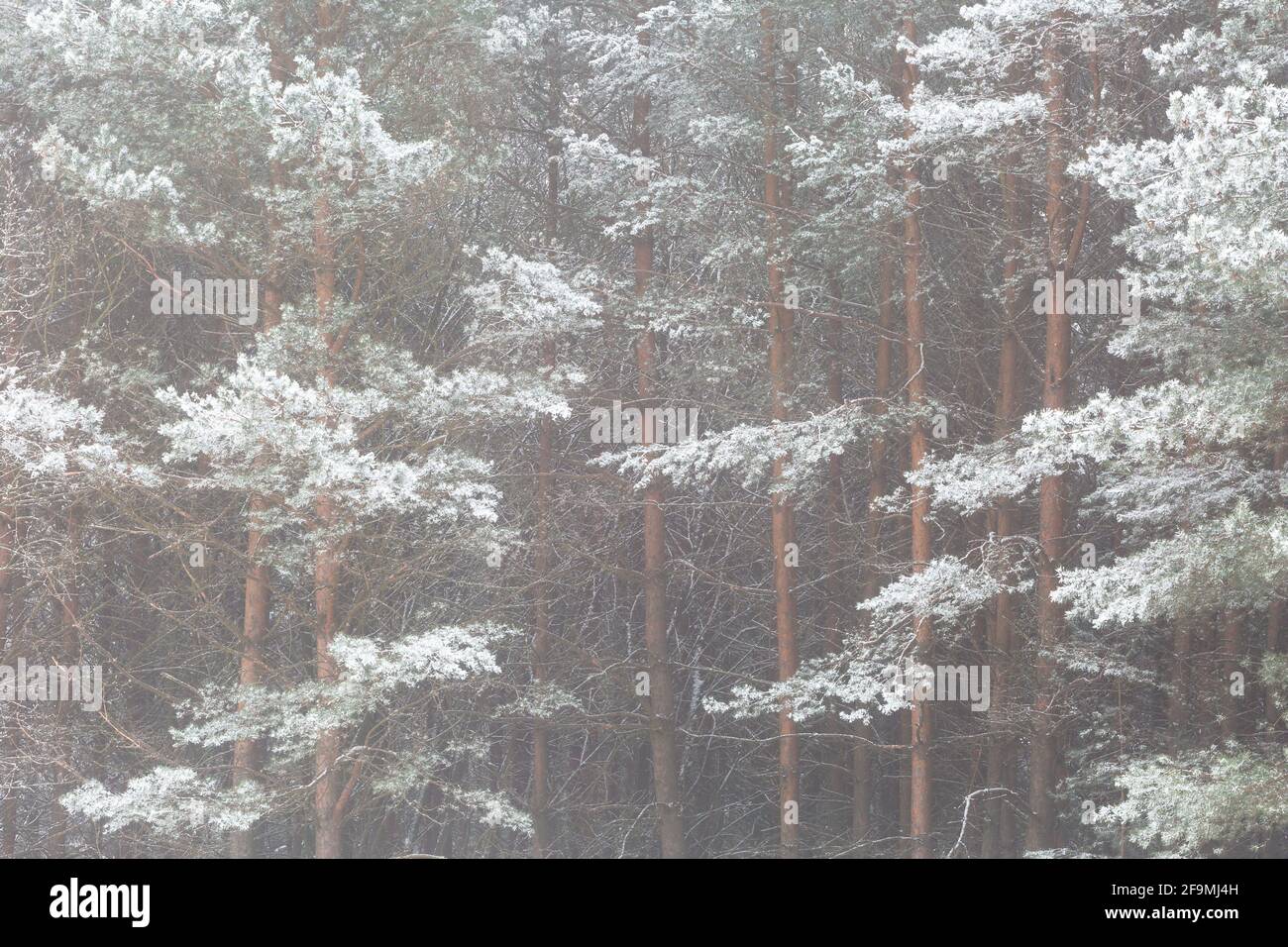 Frostbedeckte Kiefernwälder in der Region Turiec, Slowakei. Stockfoto