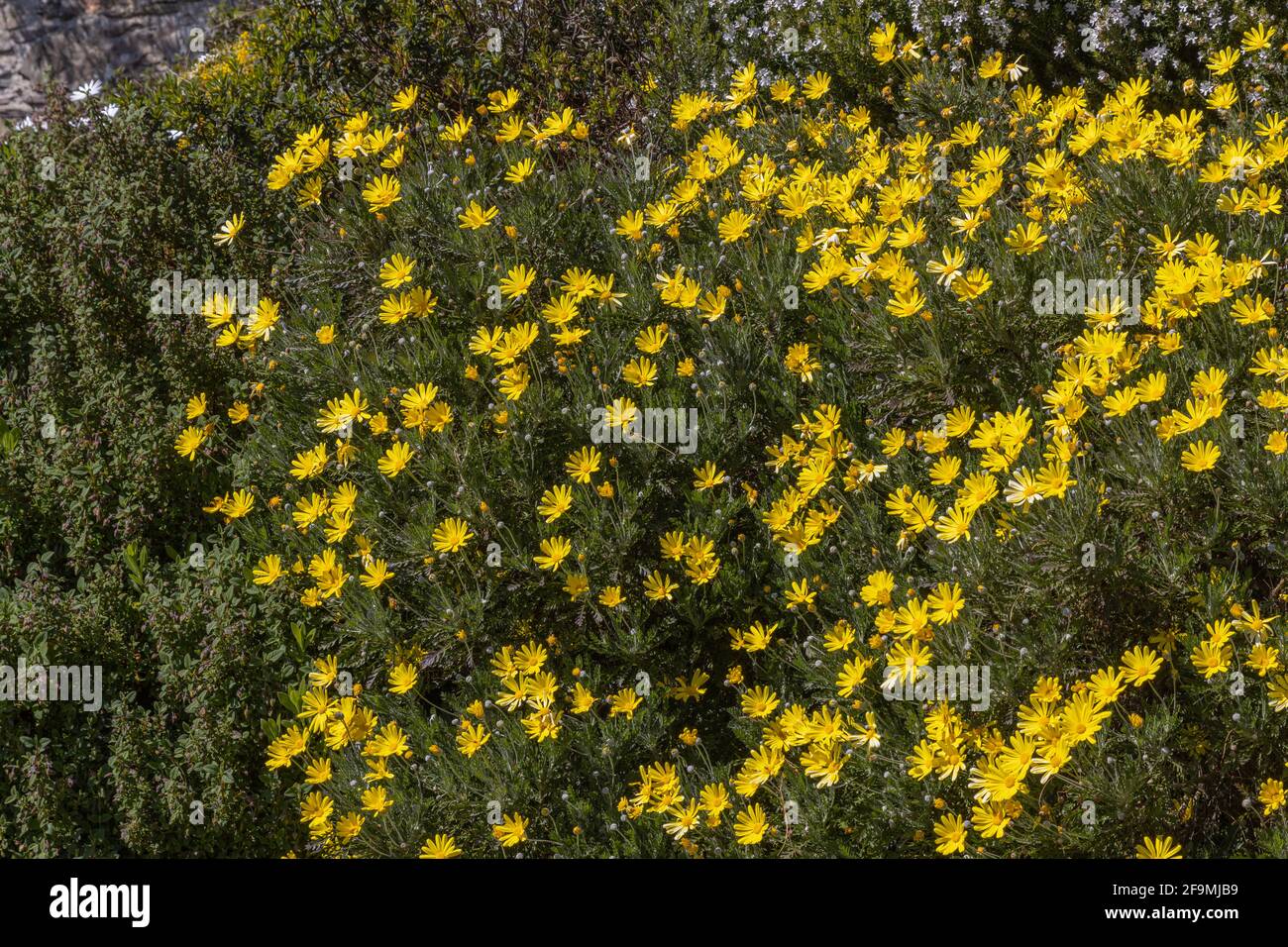 Masse der gelben Euryops blüht im Frühlingsrand Stockfoto