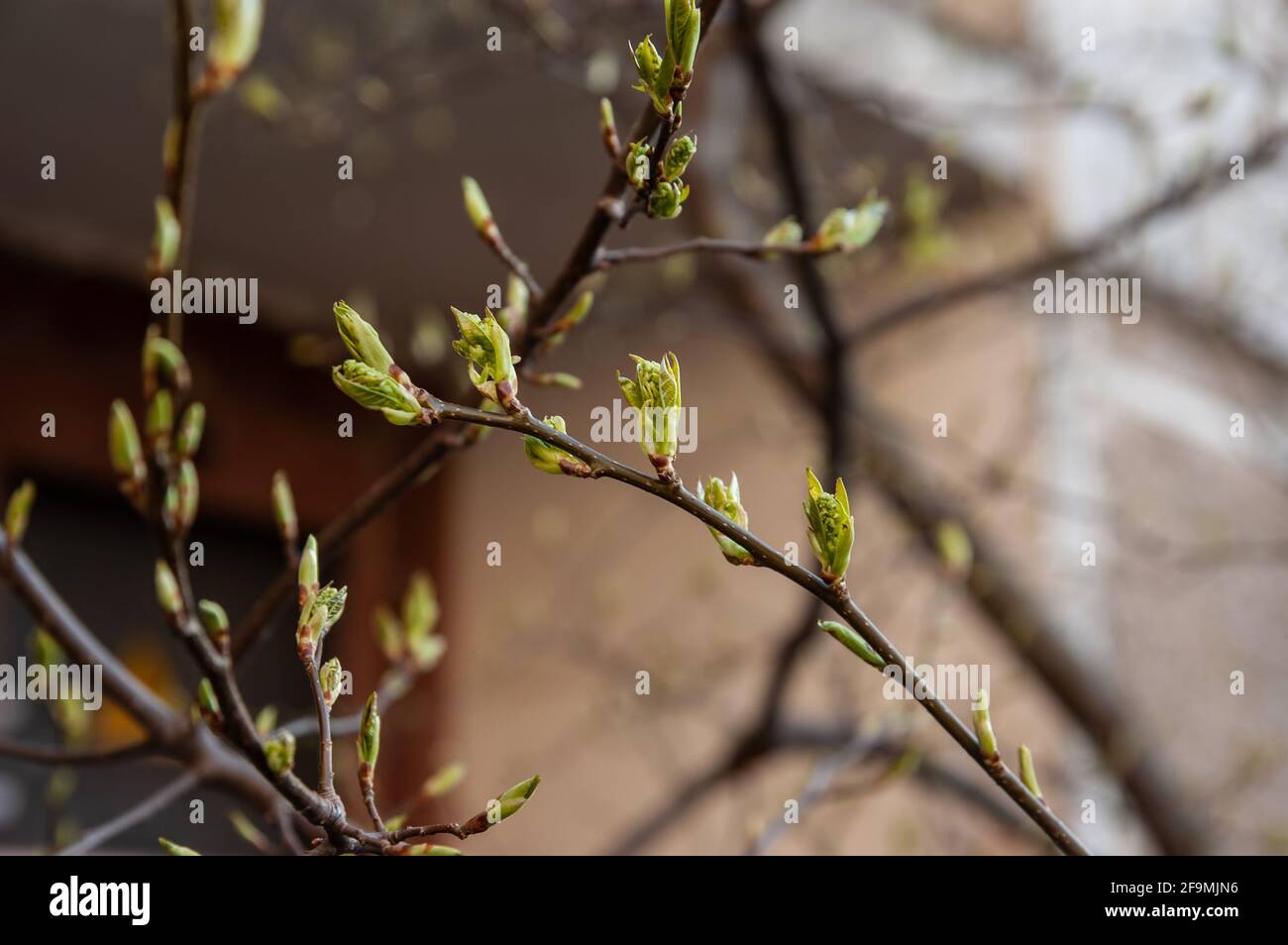 Junge Frühlingsblätter sprießen aus ihren Knospen, selektiver Fokus, flacher freiheitsgrad Stockfoto