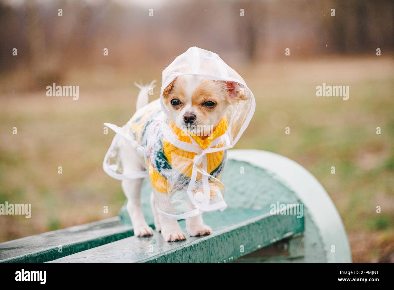 Lustiger chihuahua Hund posiert in einem Regenmantel im Freien. Der Welpe läuft in einem Regenmantel. Stockfoto
