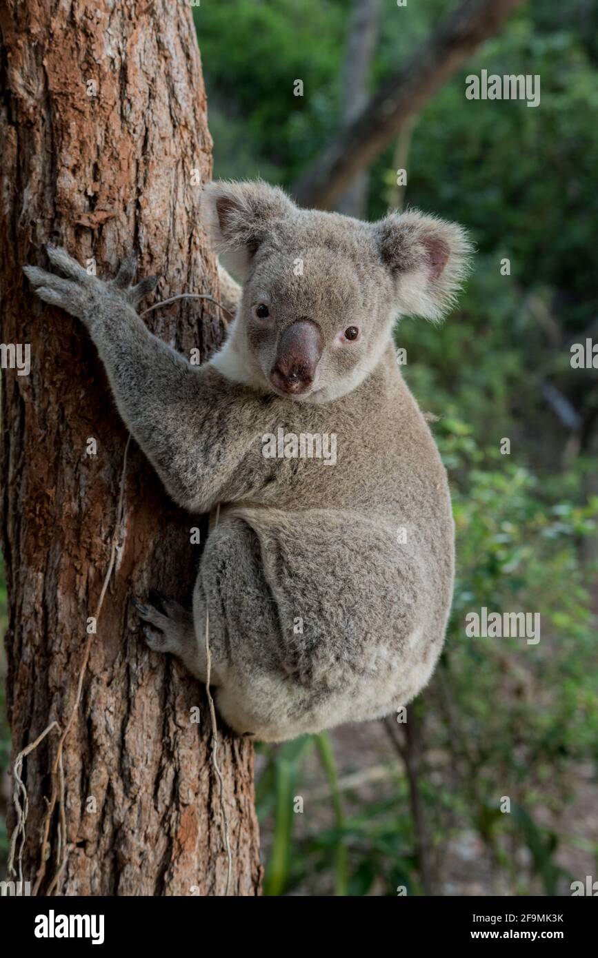 koala im australischen Baum-Nationalpark Stockfoto
