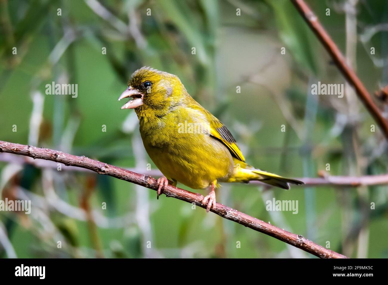 Der grünfink sitzt auf einem Ast Stockfoto