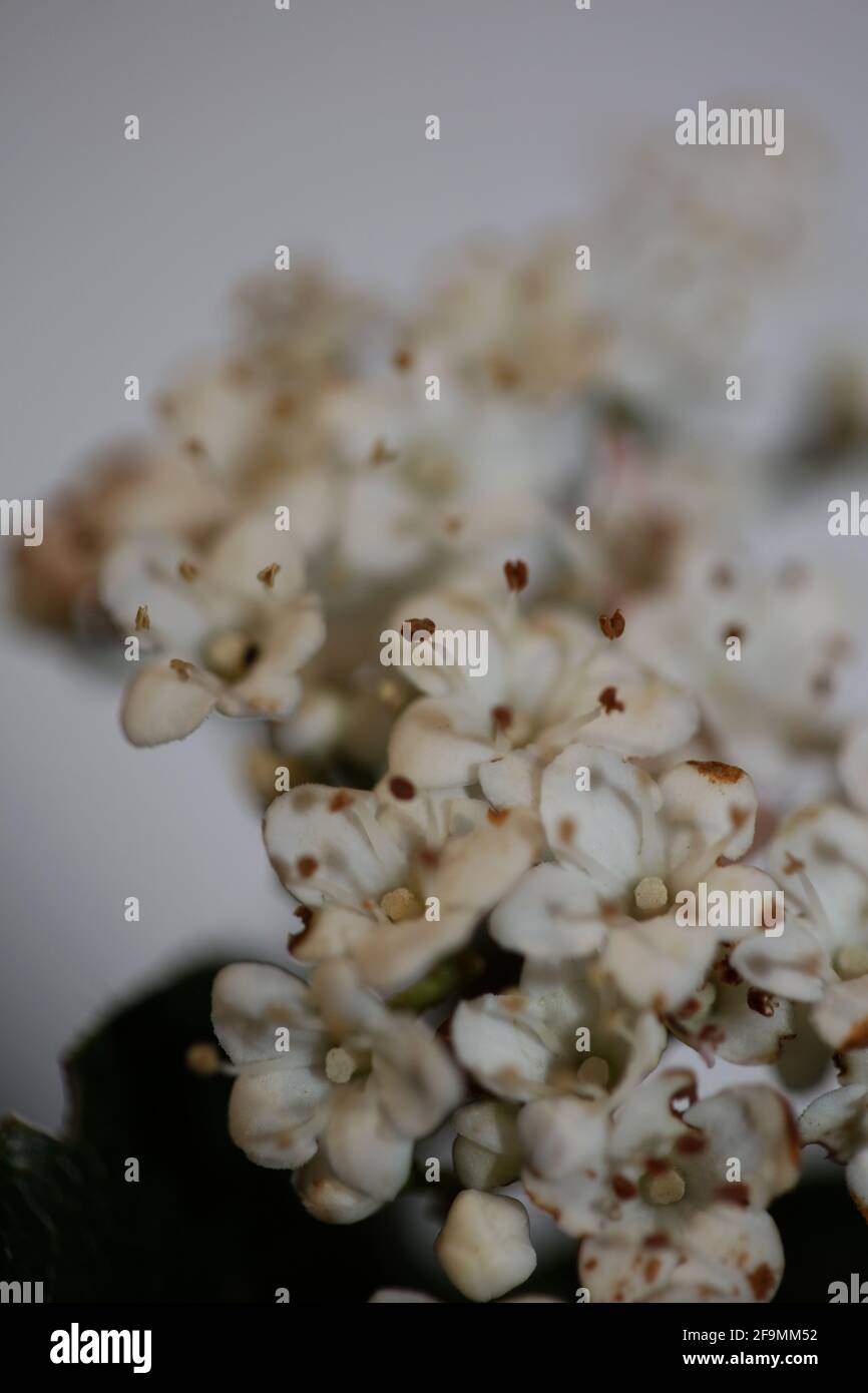 Weiße kleine Blume blühende Viburnum tinus L. Familie adoxaceae botanischen modernen hochwertigen großen Druck Stockfoto