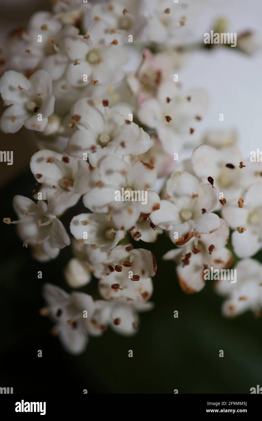 Weiße kleine Blume blühende Viburnum tinus L. Familie adoxaceae botanischen modernen hochwertigen großen Druck Stockfoto