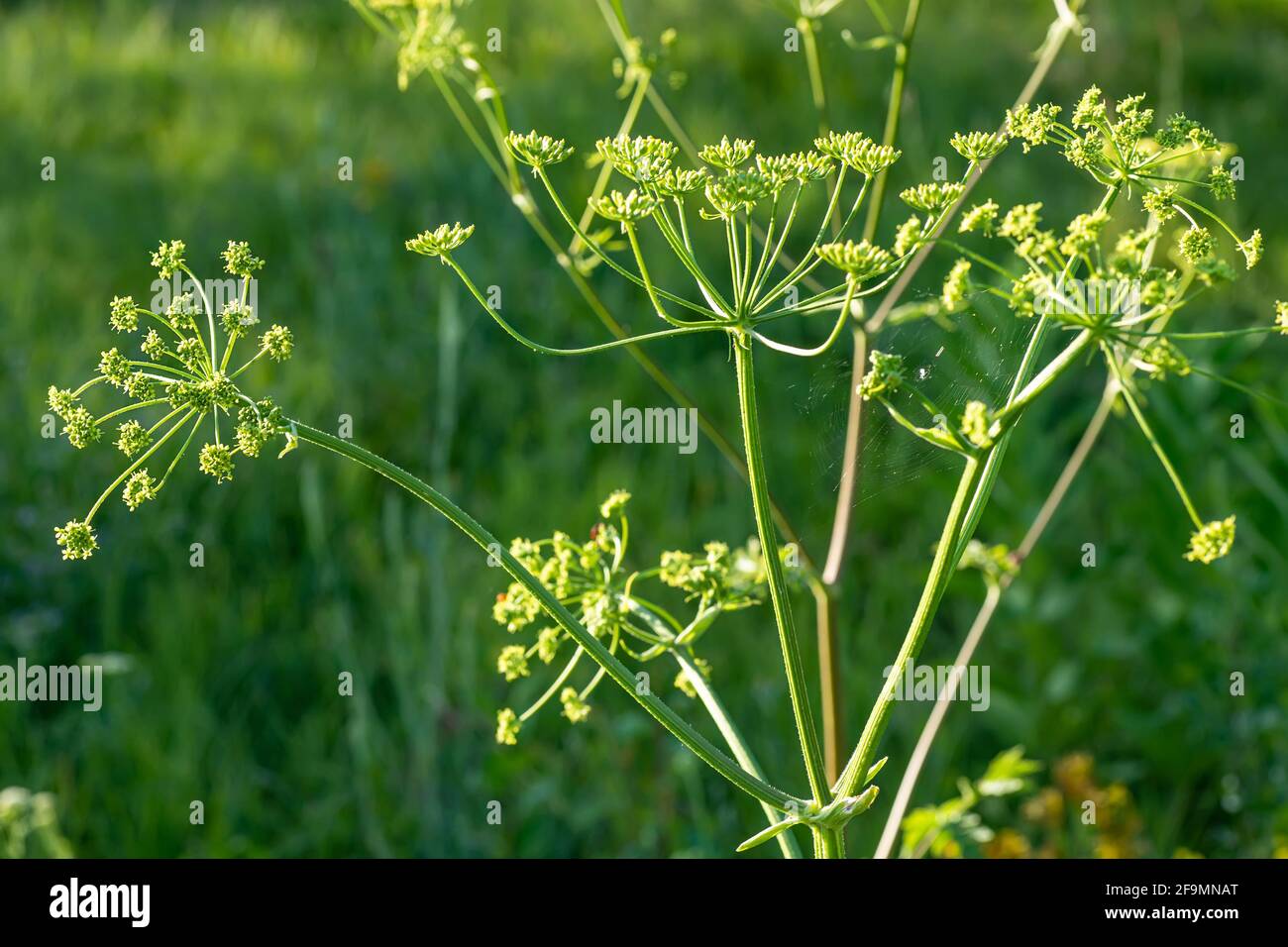 Heracleum sosnowskyi, Sosnowskys Schwertlilie, riesige Köpfe von Rind-Pastinakenkernen, eine giftige Pflanzenfamilie Apiaceae auf einer Wiese gegen Gras mit Graphoso Stockfoto