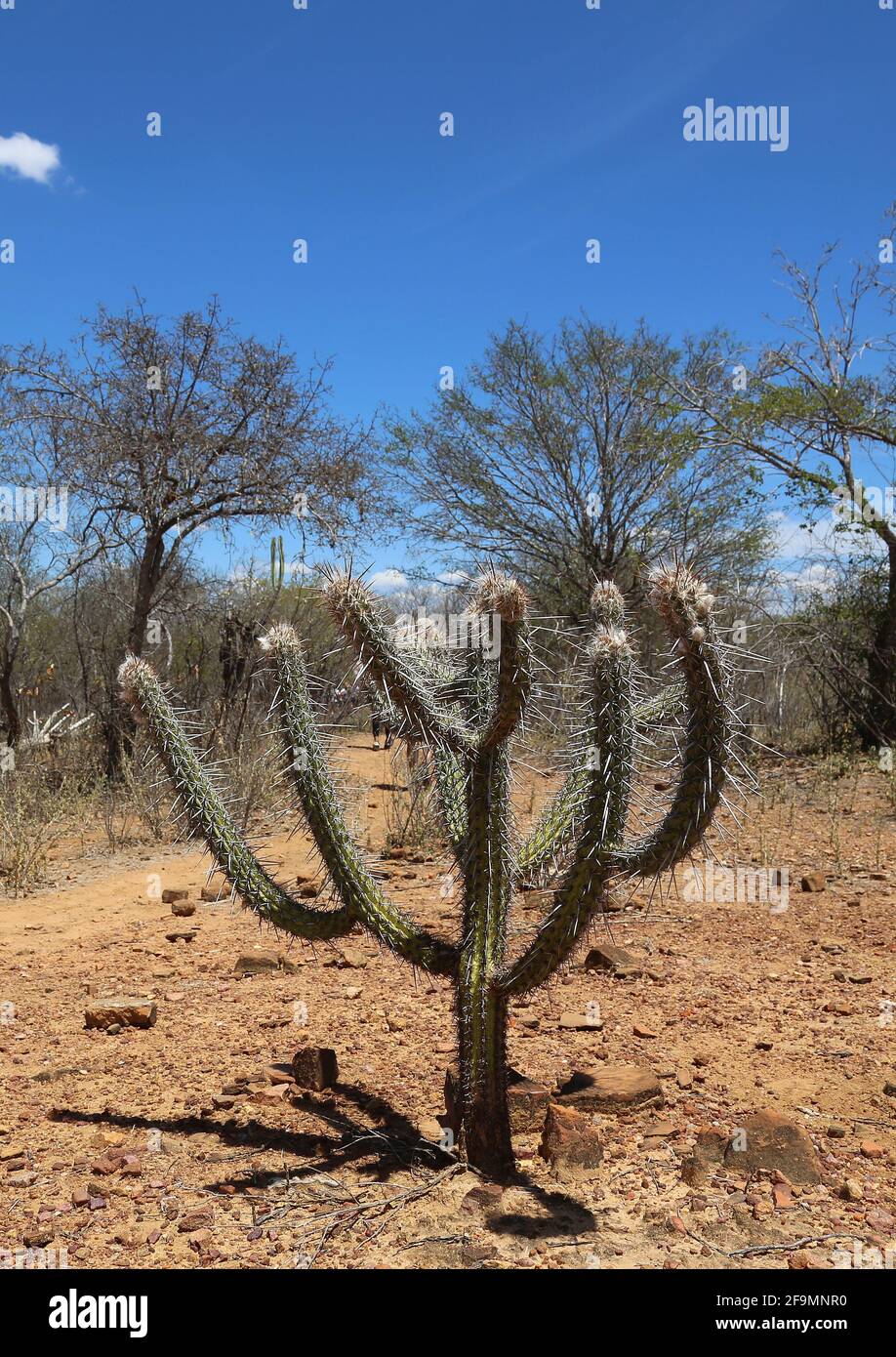 Kaktus inmitten der Caatinga-Vegetation im Inneren Des brasilianischen Nordostens Stockfoto
