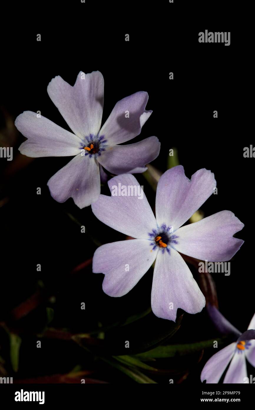 Blütenblüte Nahaufnahme Phlox sabulata L. Familie polemoniaceae btaniacal moderner, hochwertiger großdimensionaler Bildungsdruck Stockfoto