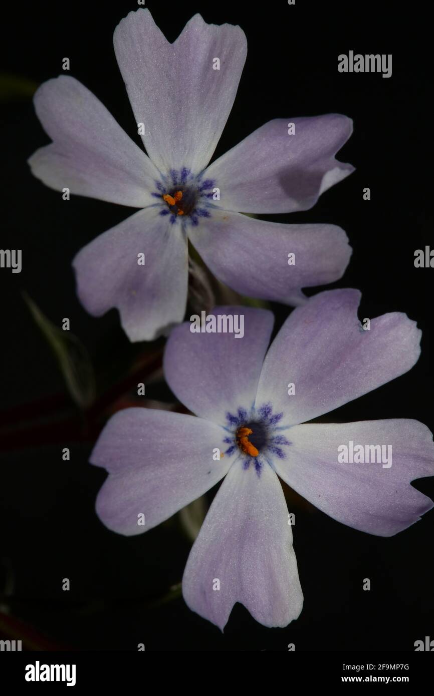 Blütenblüte Nahaufnahme Phlox sabulata L. Familie polemoniaceae btaniacal moderner, hochwertiger großdimensionaler Bildungsdruck Stockfoto