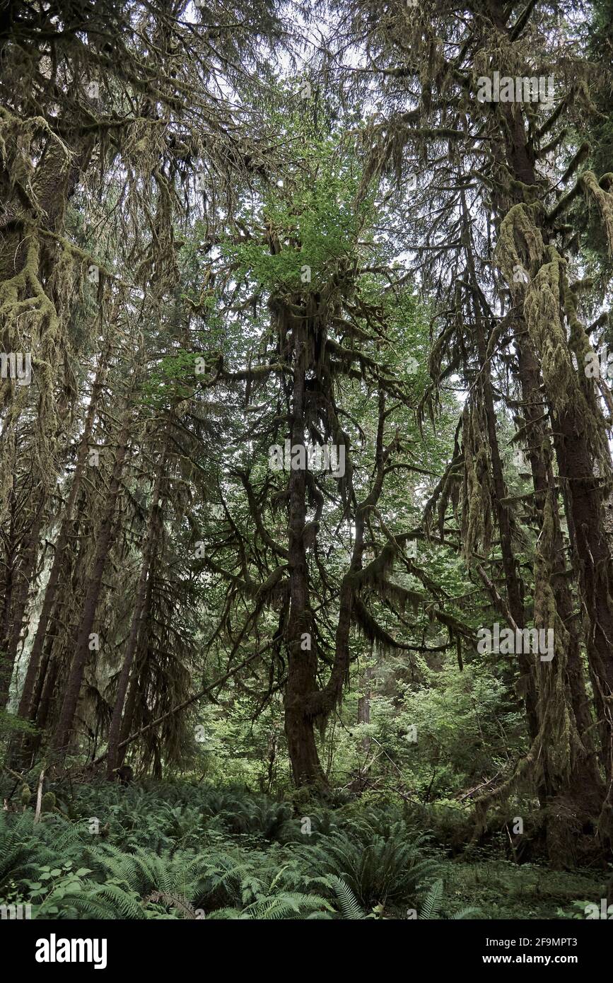 Moosbedeckter Baum, umgeben von anderen Bäumen im Olympic National Wald Stockfoto