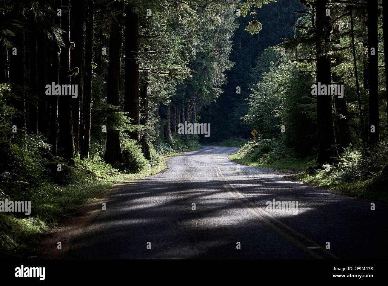 Mystische Straße durch dichten alten Olympic National Forest mit Flechten Stockfoto