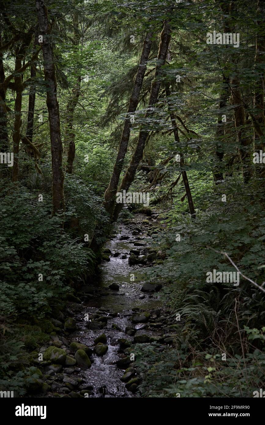 Kleiner Bach zwischen Flechten bedeckten Bäumen im Olympic National Forest Stockfoto