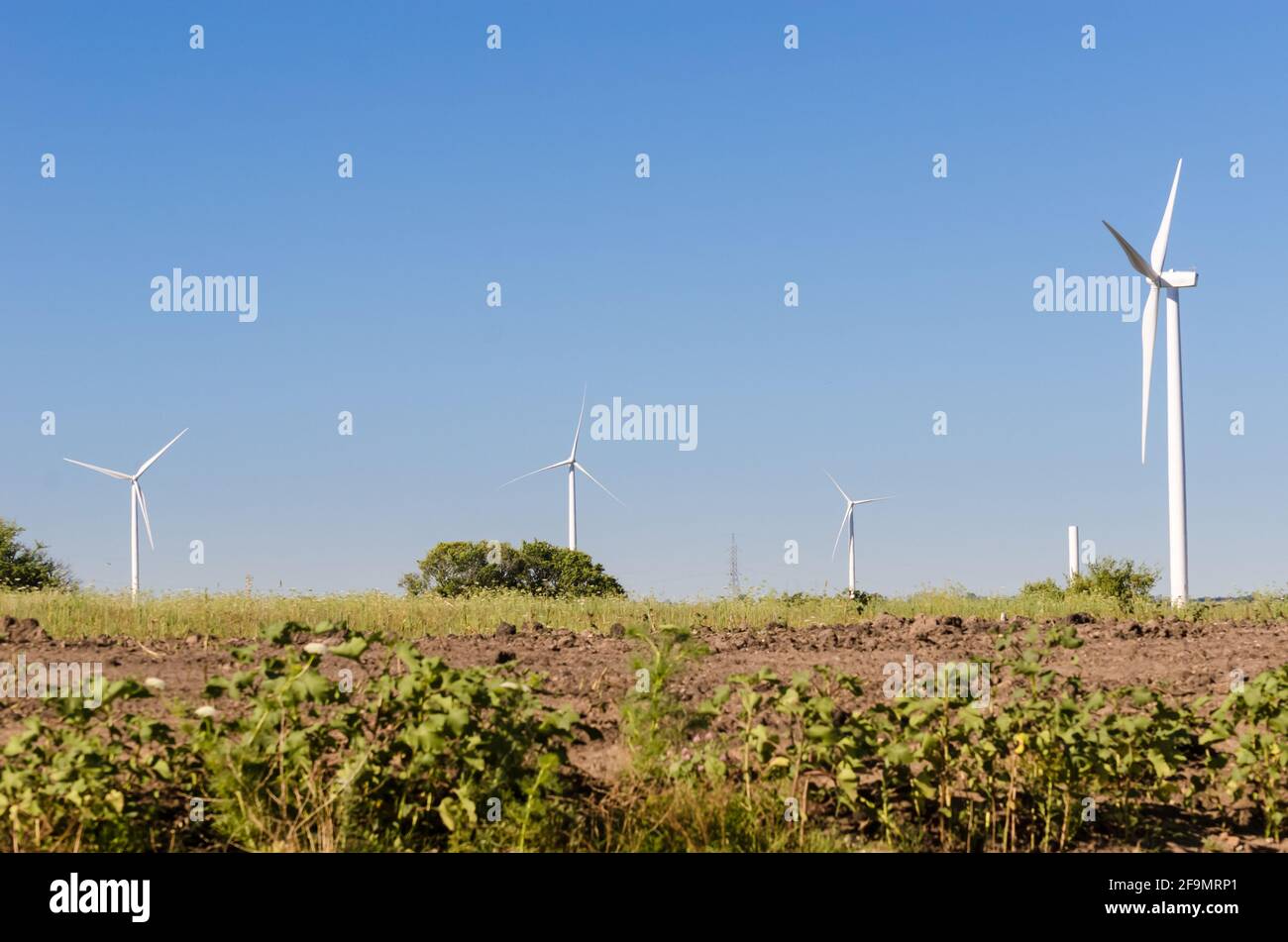 Gruppe moderner Windmühlen auf dem Land in der Nähe von Tarariras, Colonia. Einige Plantagen sind im Vordergrund zu sehen. Stockfoto
