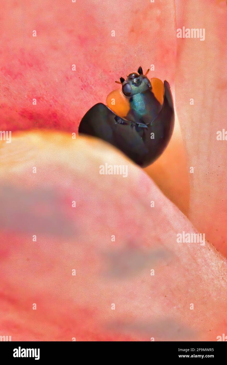 Makroansichten eines blauen steele Marienkäfer auf einer Ingwerblume. Stockfoto