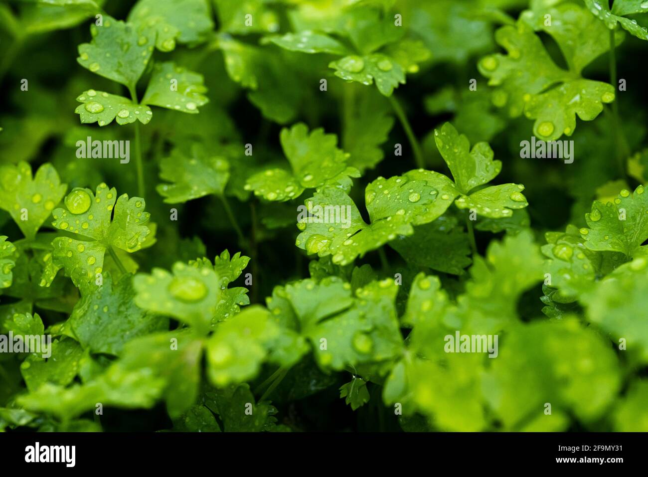 Sellerie wächst im hydroponischen System. Stockfoto