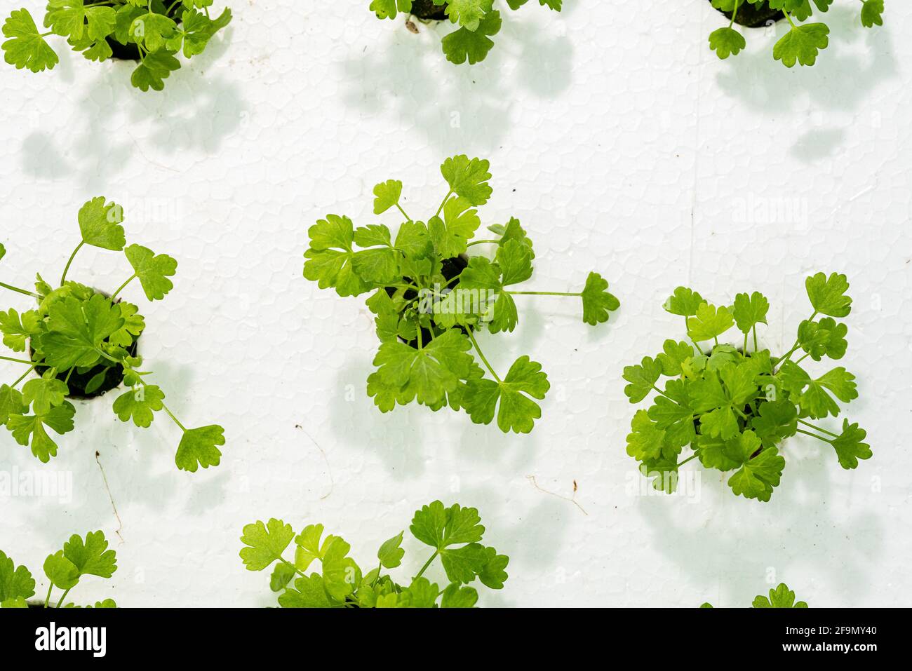 Sellerie wächst im hydroponischen System. Stockfoto