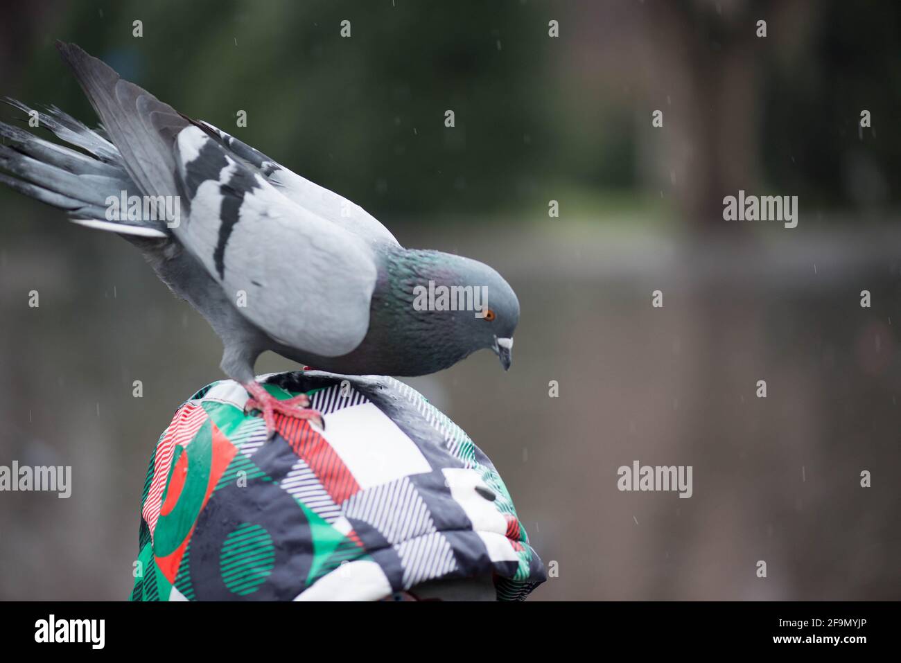 Eine große Taube sitzt auf dem Kopf eines Jungen Stockfoto