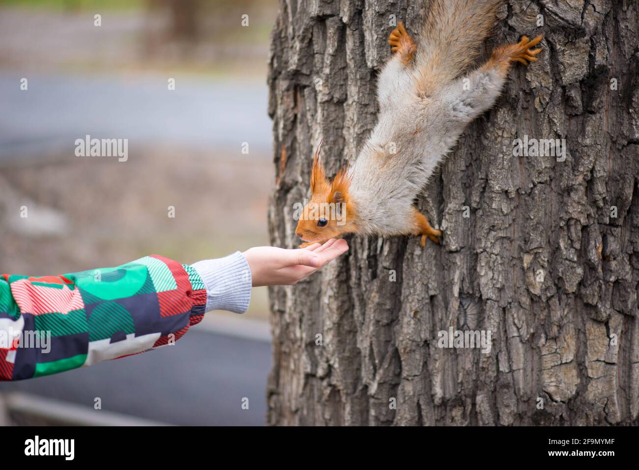 Das Eichhörnchen kommt vom Baum herab und isst von Die Hände Stockfoto